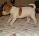 Jack russell terrier Molly