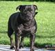 Staffordshire bull terrier  Kaya