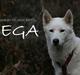 Siberian husky Vega