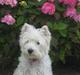 West highland white terrier  kelly
