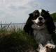 Cavalier king charles spaniel  Gibson 