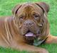 Dogue de bordeaux Algojos Braveheart
