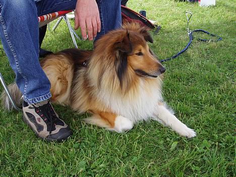 Shetland sheepdog Simba - Sikke en steg, jeg ka´ se :) billede 2