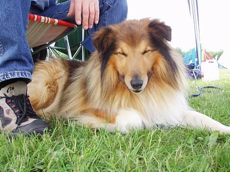 Shetland sheepdog Simba - Det er SÅÅÅ hårdt at være til konkurrence :) GAAAB billede 3