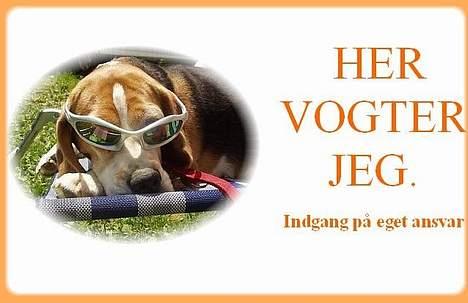 Beagle Berta <'3 - Lavet af Ulla med Mr. Charlie ! billede 14