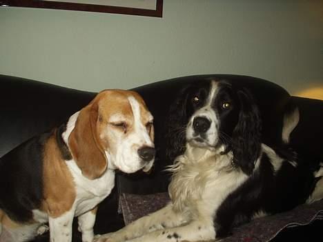 Beagle Berta <'3 - (En MEGET træt!) Berta og hendes bedste ven Don Carlos billede 15