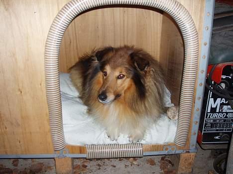 Shetland sheepdog Simba - Her er jeg i mit lille hus i garagen :) billede 4