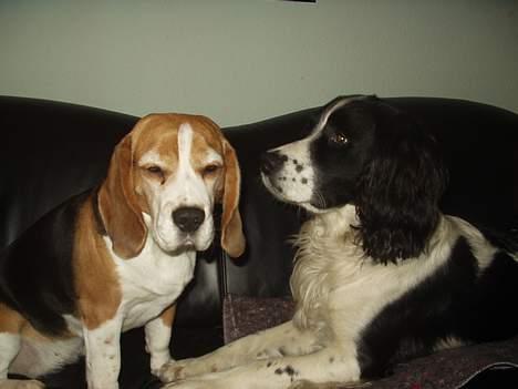 Beagle Berta <'3 - (En MEGET træt!) Berta og DC billede 16