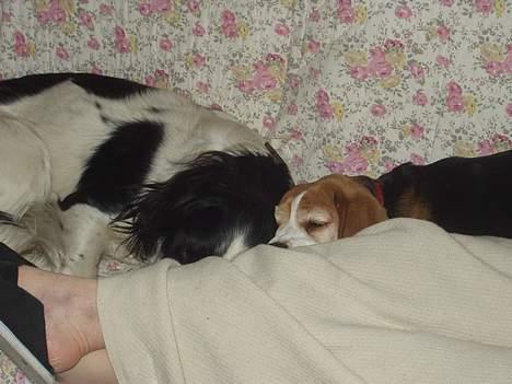 Beagle Berta <'3 - Syvsovere ;D billede 18