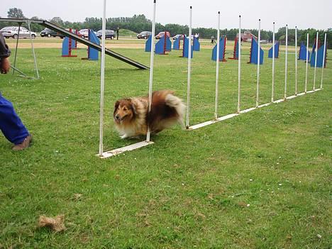 Shetland sheepdog Simba - Fuld fart i slalom :) billede 5