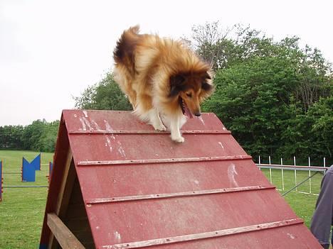 Shetland sheepdog Simba - Ned af det store A og videre til næste forhindring :) billede 6