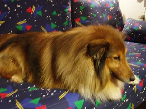 Shetland sheepdog Simba - Her ligger jeg i en seng, jeg forestiller mig, der er min :) billede 7