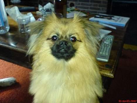 Blanding af racer Emil - Hvad laver i ? billede 1