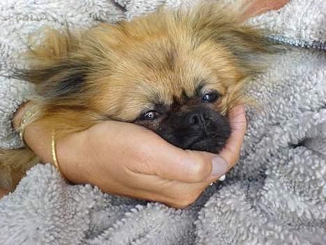 Blanding af racer Emil - Jeg er så træt.... billede 2