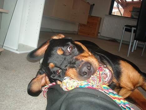 Blanding af racer Hector *DØD 28.10.07* RIP billede 14