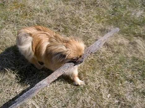 Blanding af racer Emil - Det er da ik kun store hunde, der kan lege med pind billede 4