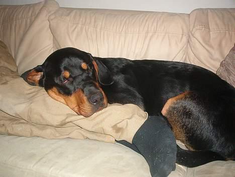 Blanding af racer Hector *DØD 28.10.07* RIP - Det er så dejligt og ligge sammen med far i sofaen og putte billede 15