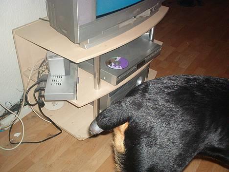 Blanding af racer Hector *DØD 28.10.07* RIP - Hetctors fine lille hale (her er han lige blevet operert) billede 16