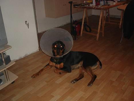 Blanding af racer Hector *DØD 28.10.07* RIP - Her er Hector lige blevet hale kuperet, stakels lille dreng billede 17