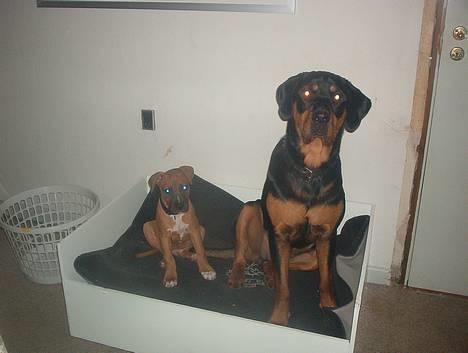 Blanding af racer Hector *DØD 28.10.07* RIP - Her er Hector med hans gode ven Arne billede 18