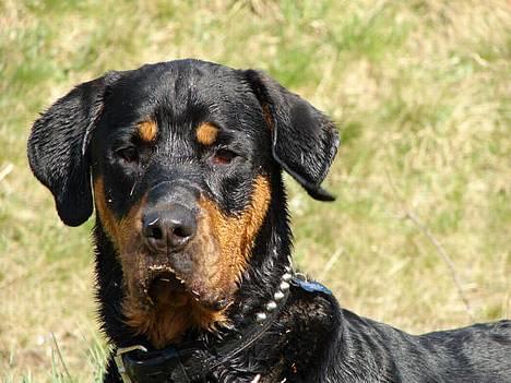 Blanding af racer Hector *DØD 28.10.07* RIP billede 19