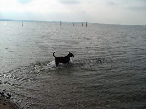 Amerikansk bulldog bambi  - lidt vandhund er man vel altid undtagen når "far" tænder bruseren  billede 11
