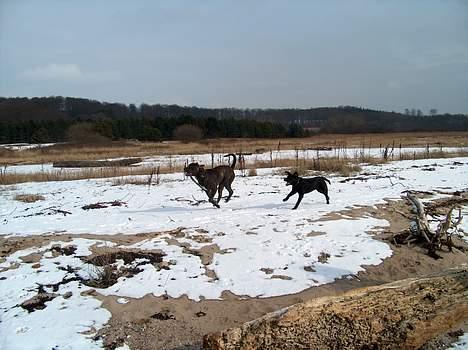 Amerikansk bulldog bambi  - Bambi og hans lille veninde freja leger fang pinden på stranden, vild go leg åbenbart billede 12