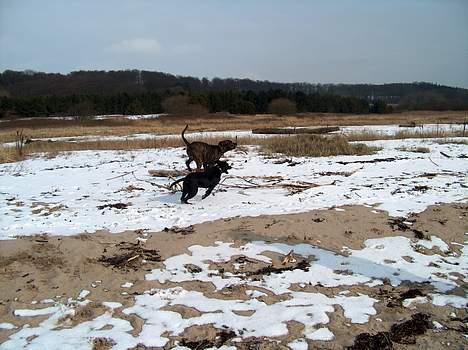 Amerikansk bulldog bambi  - Bambi og freja anden heat... billede 13
