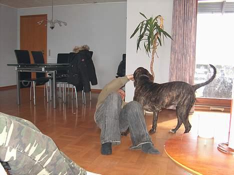 Amerikansk bulldog bambi  - bambi og sin lege-onkel ( i øvrigt frejas ejermand) i tæt kamp om herredømmet af stuen billede 14