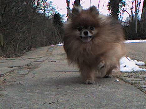 Pomeranian Bjørn billede 11