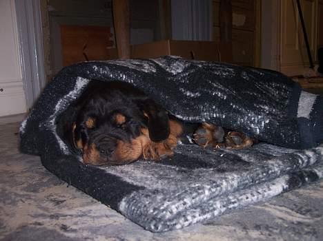 Rottweiler chevy - Jeg skal lige have en lur så er jeg klar igen!!! billede 1