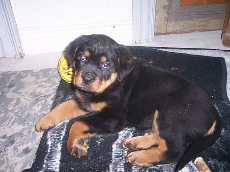 Rottweiler chevy - så er jeg klar billede 2