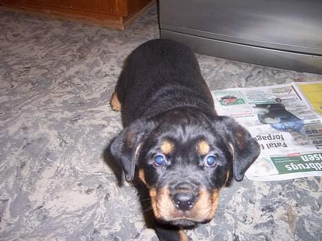 Rottweiler chevy - hvad er det i har der..??? billede 3