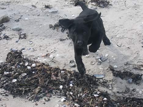 Labrador retriever Chicko - SE!!! Jeg kan flyve!!! billede 15
