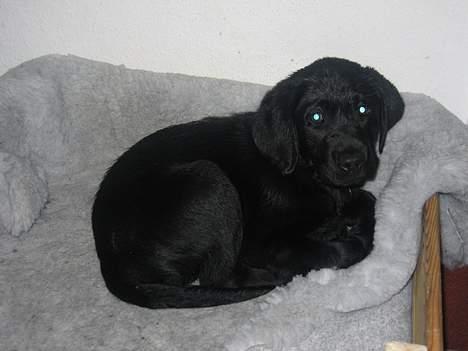 Labrador retriever Chicko - Vores lille basse efter hans første bad - i fars hjemmelavede kurv! billede 16