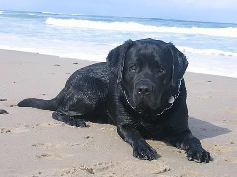 Labrador retriever Chicko - Så tog Far og Mor mig med til Klitmøller, jeg skulle da bade! - det blæste godt nok!!... billede 17