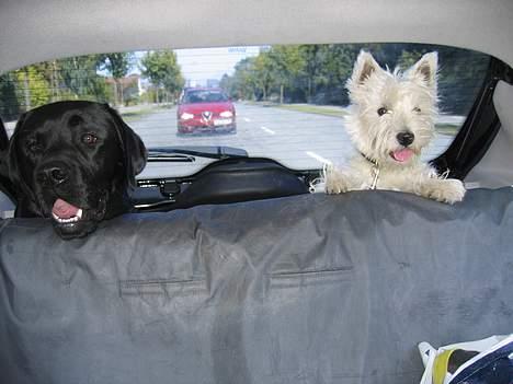 Labrador retriever Chicko - Chicko ude og køre bil sammen med hans mindste kammerat... billede 18