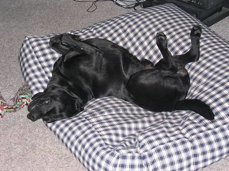 Labrador retriever Chicko - Chicko nyder rigtigt sin nye "sækkestol" som hans barnepige har syet til ham!! :D billede 19