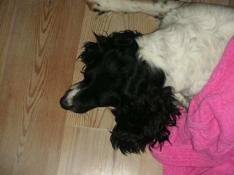 Engelsk springer spaniel Coco - Seriøst jeg elsker også pink! billede 15