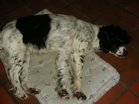 Engelsk springer spaniel Coco - Så trækker vi langsomt vejret ud og ind og strækker ud.. billede 17