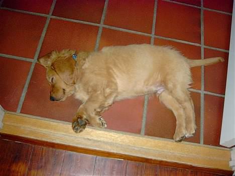 Blanding af racer Victor billede 14