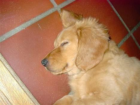 Blanding af racer Victor billede 15