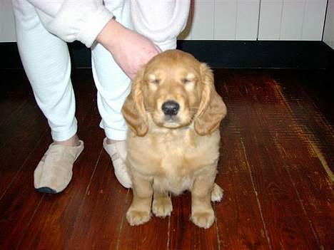 Blanding af racer Victor billede 16