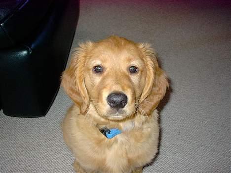 Blanding af racer Victor billede 17