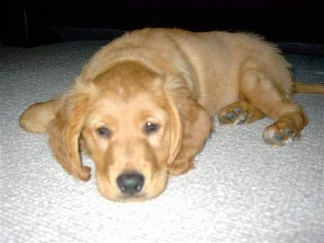 Blanding af racer Victor billede 18