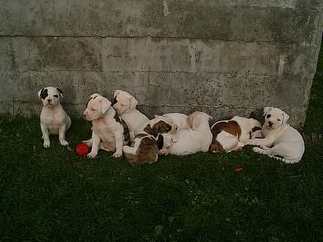 Amerikansk bulldog Erikssons Cassius Clay,  - tyson med hans mor og søskende. billede 11