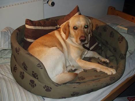 Labrador retriever Luffe - Her er han i sin hundekurv som (ved en fejl) står i sengen.. billede 9