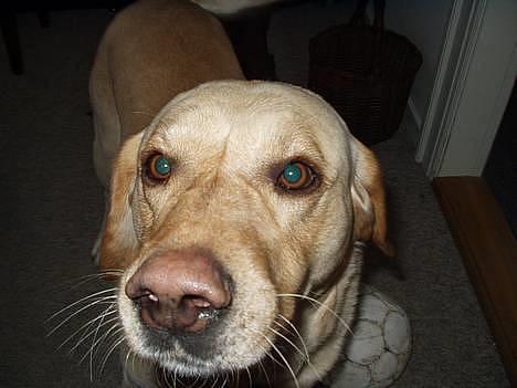 Labrador retriever Luffe - Er jeg smuk eller hvad?.. L= billede 10