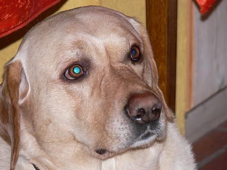 Labrador retriever Luffe - Er jeg ikke smuk, sød og charmerende? billede 11