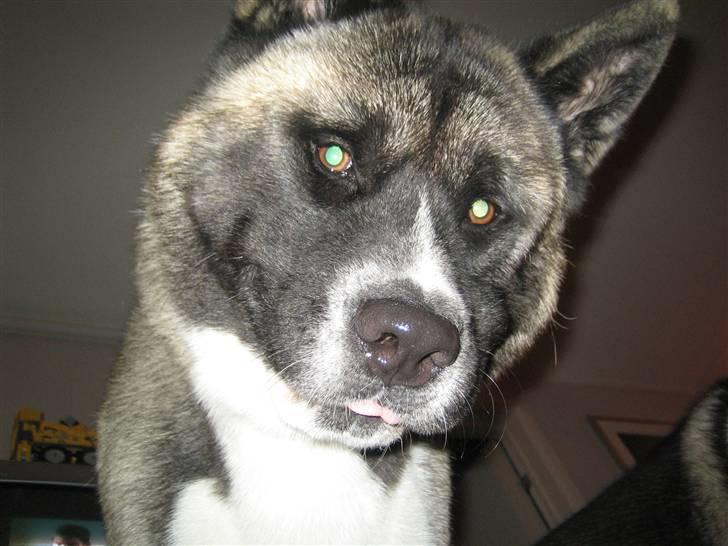 American Akita Hanzo billede 2